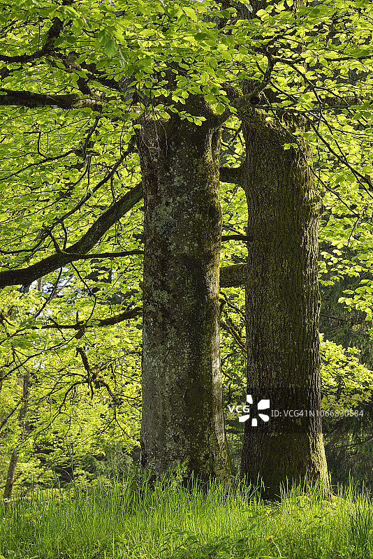 巴伐利亚森林中的逆光树干特写图片素材