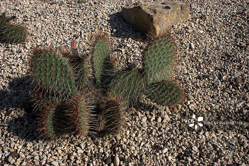 多刺仙人掌图片素材