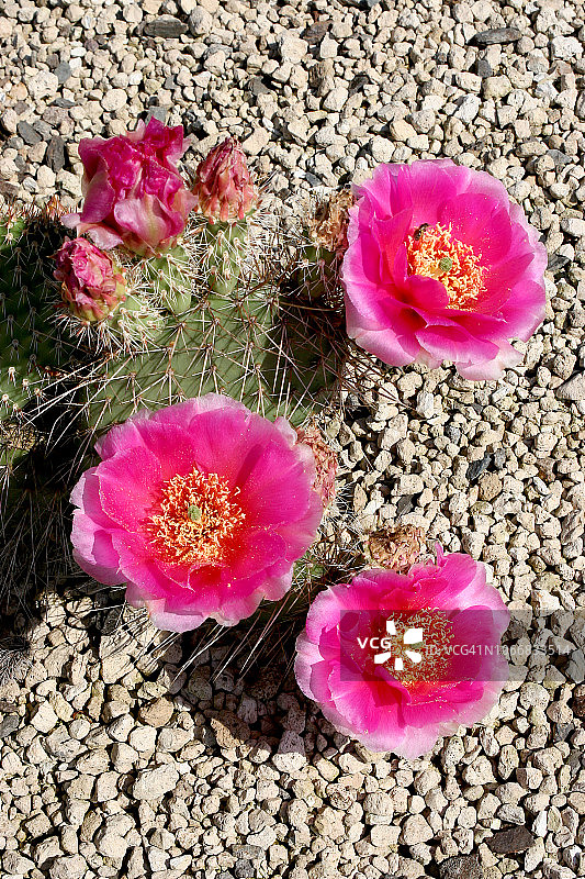 多刺仙人掌图片素材