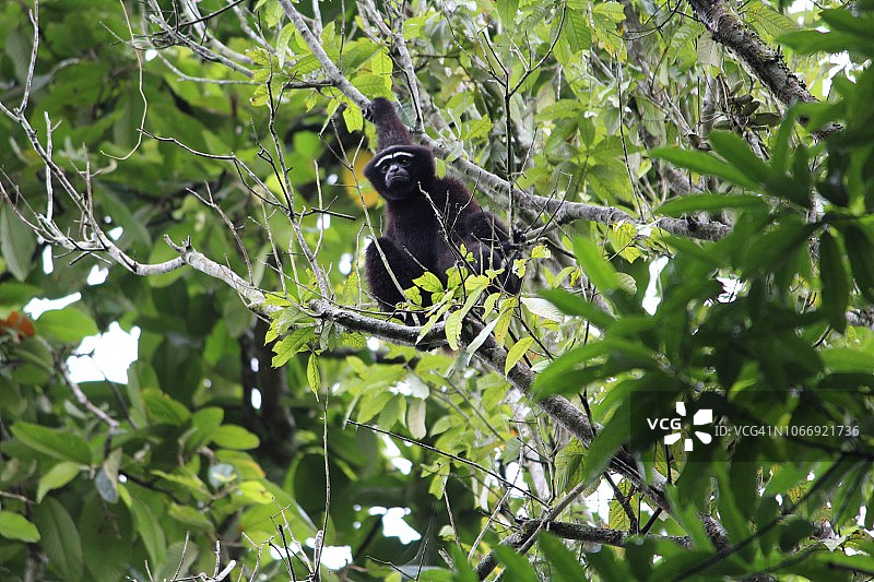 霍洛帕尔长臂猿图片素材