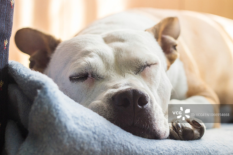 睡在毯子上的狗图片素材