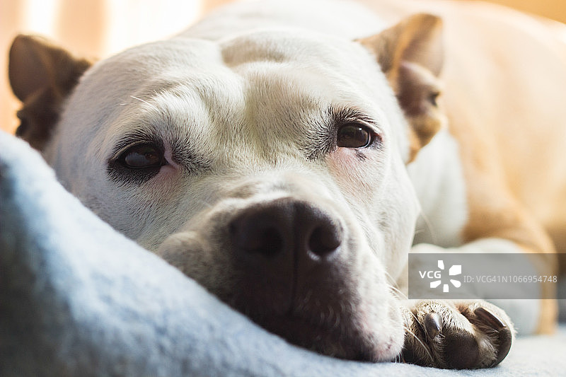 睡在毯子上的狗图片素材