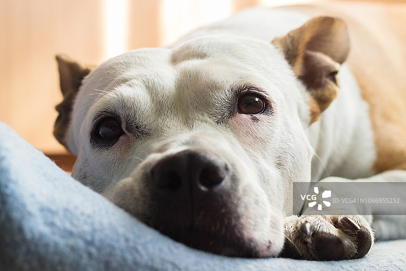 睡在毯子上的狗图片素材