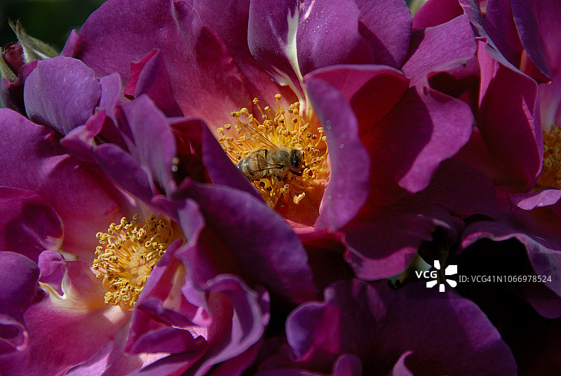 智利鲜花图片素材