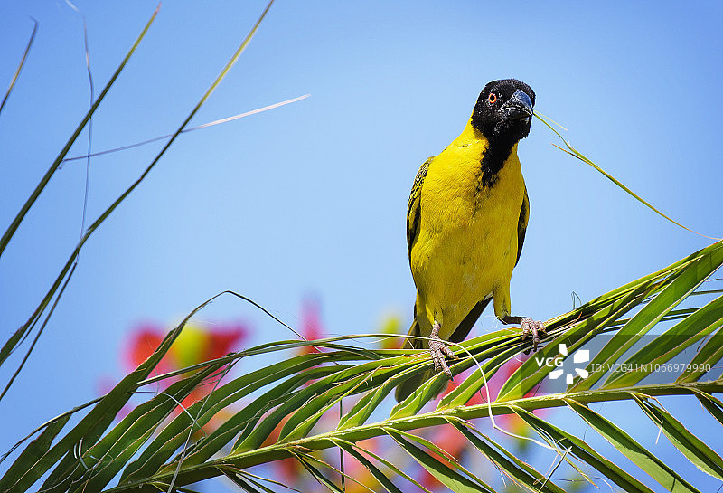 津巴布韦马图萨多纳的织巢鸟采摘棕榈叶筑巢图片素材