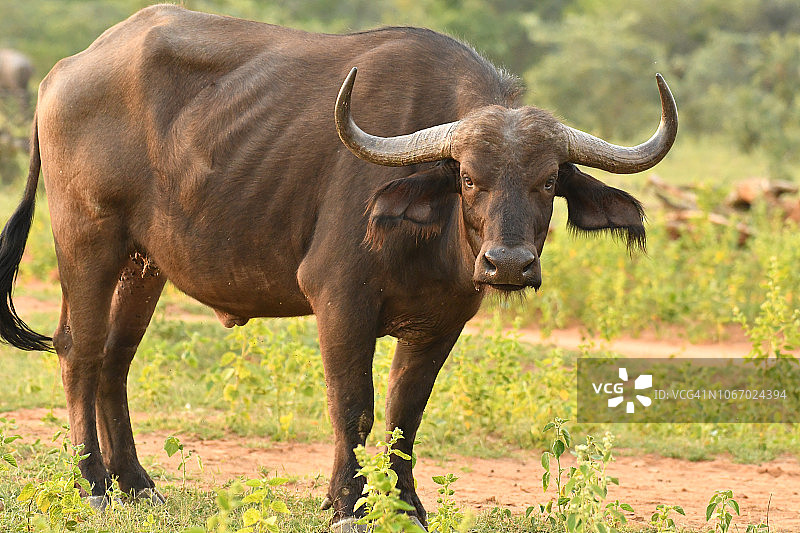 南非的非洲水牛肖像图片素材