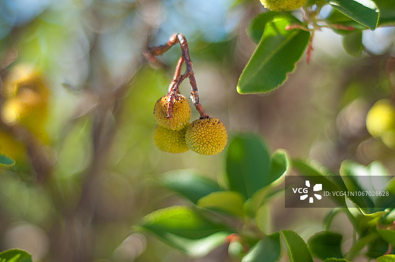 卡纳利群岛草莓树果实图片素材