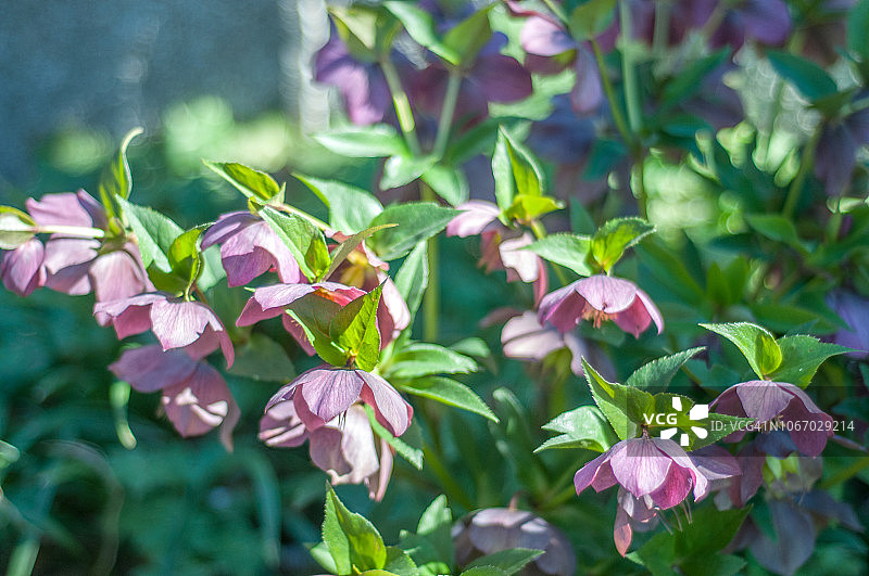 铁筷子属植物花朵图片素材