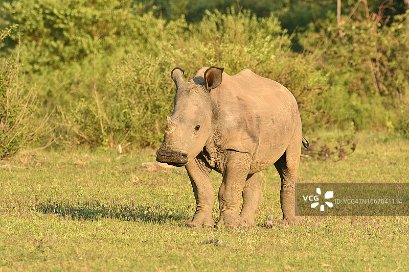 灌木丛中的野生幼年白犀牛图片素材