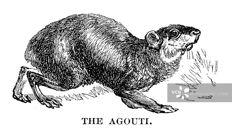 刺豚鼠图片素材