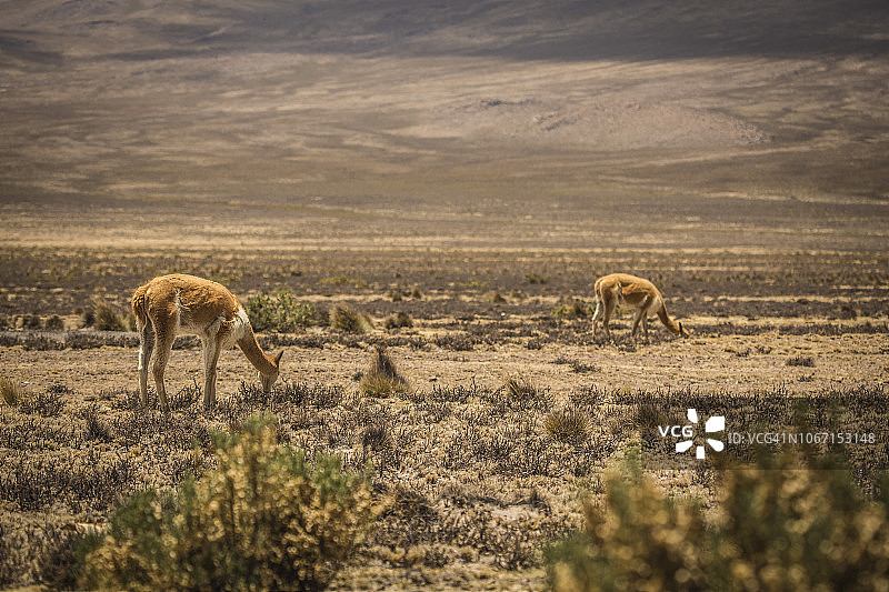 秘鲁阿雷基帕萨利纳斯-阿瓜达布兰卡-科尔卡峡谷图片素材