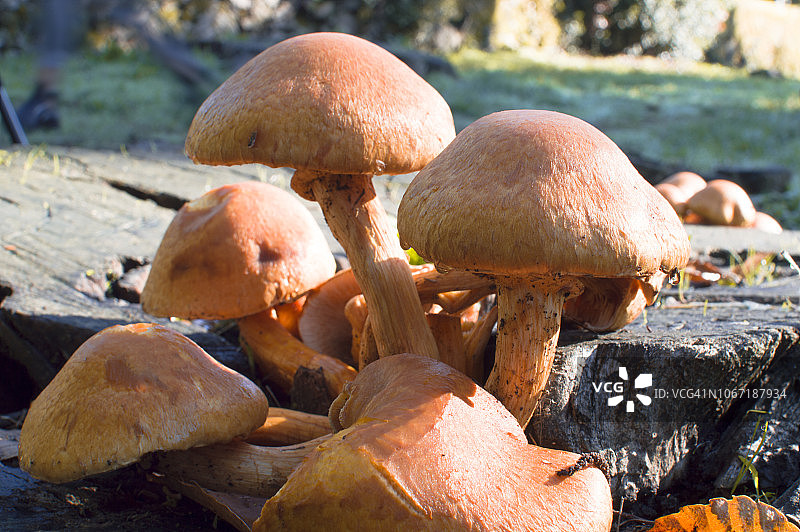 树干上的蘑菇图片素材