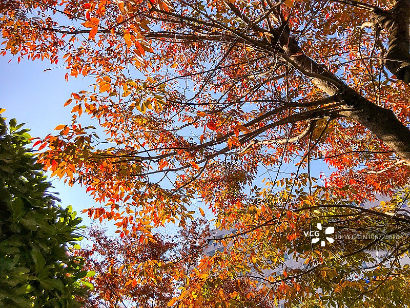 秋日榉树仰视景观图片素材