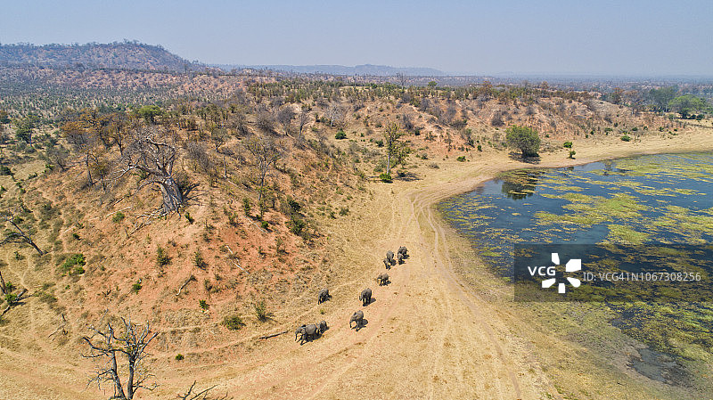 津巴布韦戈纳雷若国家公园：大象饮水后离开河流的航拍图片素材