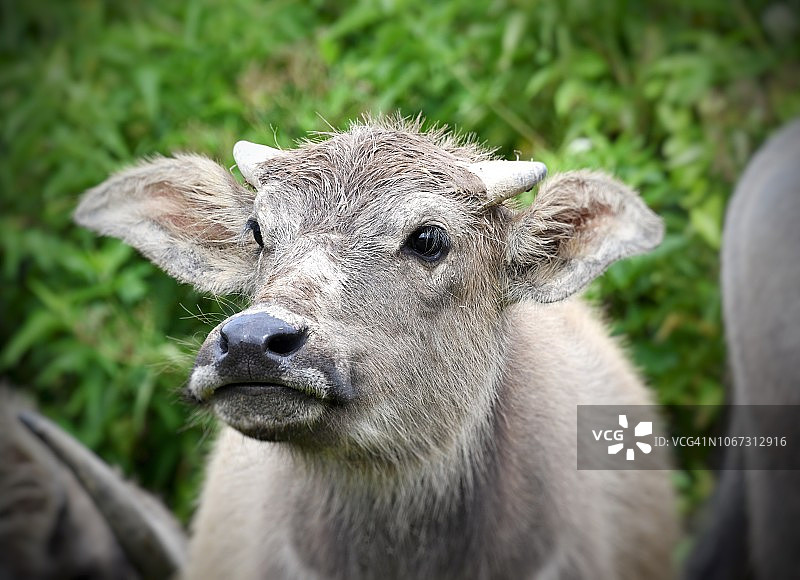 小水牛犊图片素材
