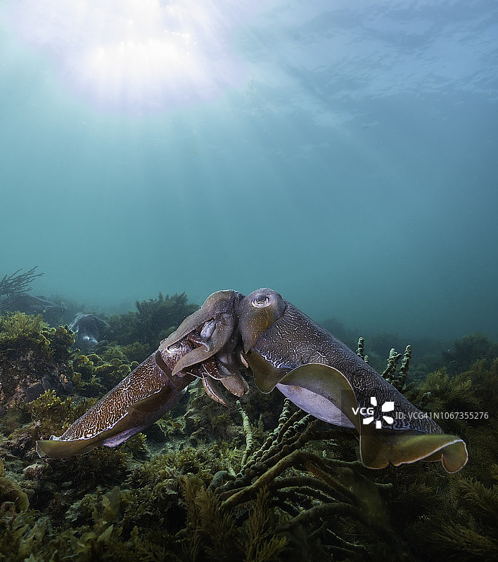 巨型澳洲乌贼交配图片素材