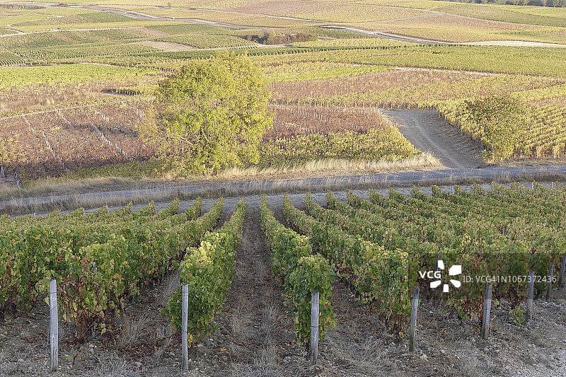 法国桑塞尔葡萄园的秋色图片素材
