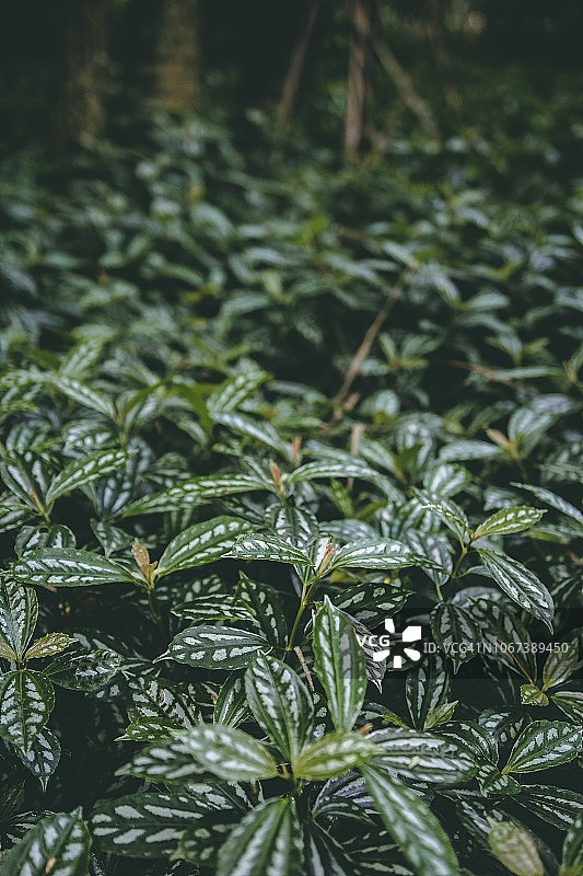 热带雨林植物图片素材