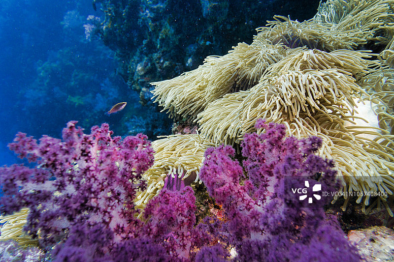 壮丽的海葵、小丑鱼和紫色软珊瑚水下自然美景图片素材