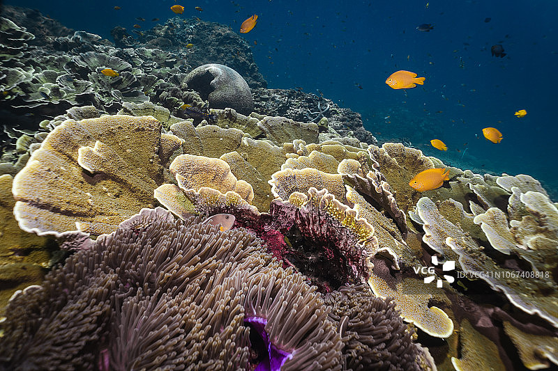水下脆弱物种：迷宫珊瑚礁图片素材