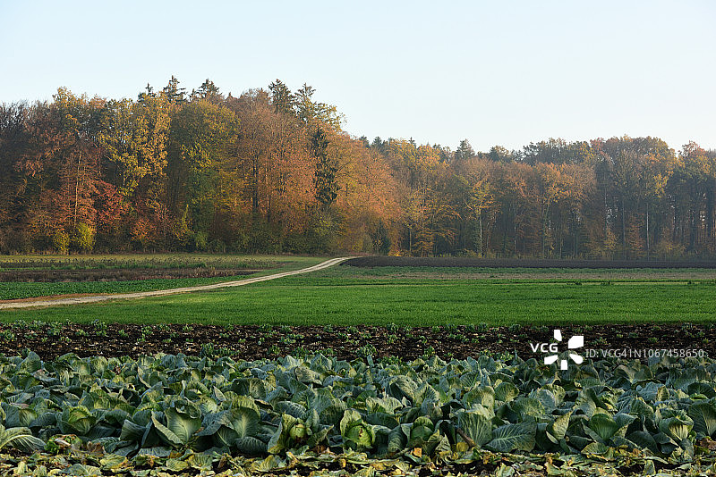 瑞士泰夫伦乡村景色与卷心菜田图片素材