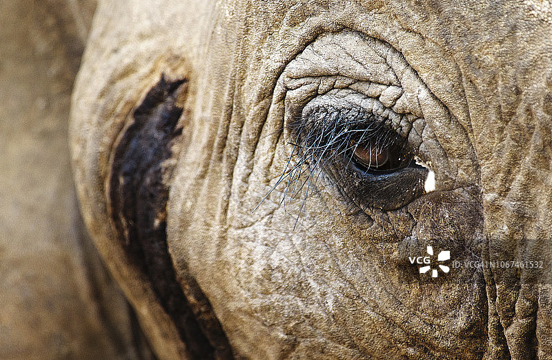 津巴布韦马纳潭的大象眼睛和面部皱纹图片素材