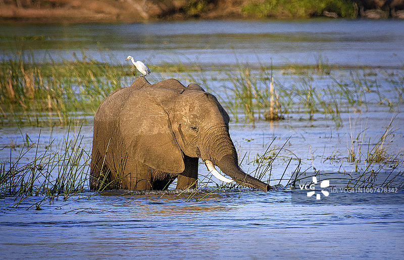 津巴布韦马纳潭赞比西河中大象上的白鹭图片素材
