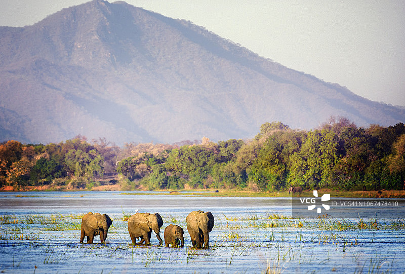 津巴布韦马纳潭国家公园，赞比西河中的大象图片素材