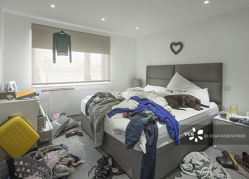 小狗躺在凌乱卧室的床上图片素材