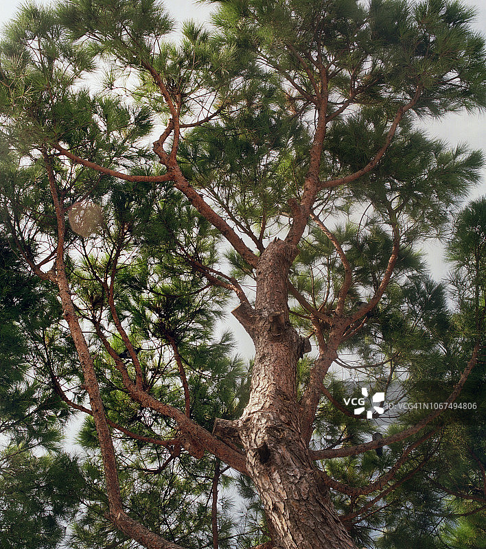 石松树图片素材