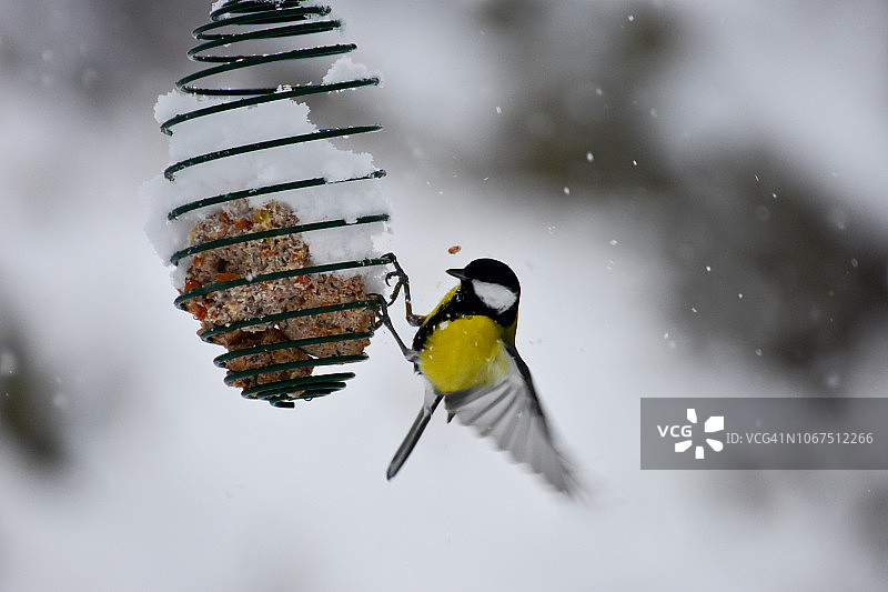 自然与野生动物：挂在喂食器上的大山雀，寒冷的圣诞冬日，翅膀展开图片素材