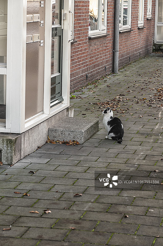 黑白猫耐心等待图片素材