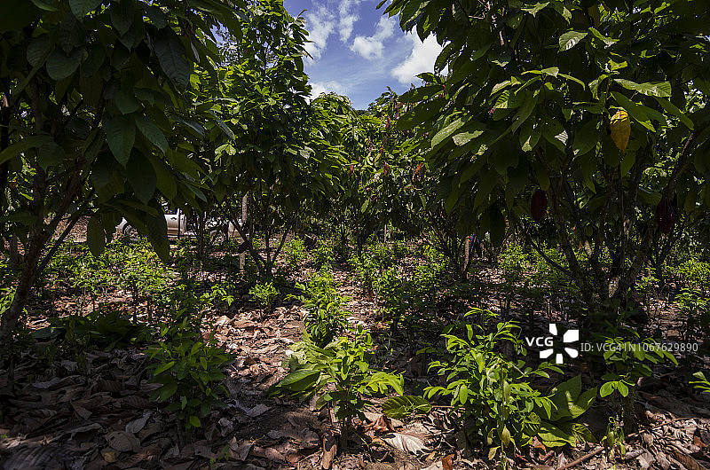 古柯叶植物图片素材