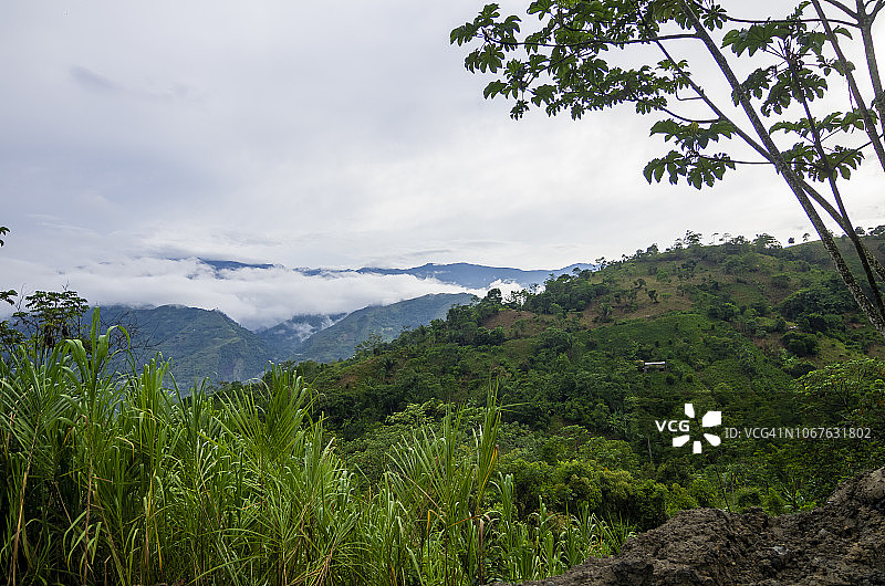古柯叶植物图片素材