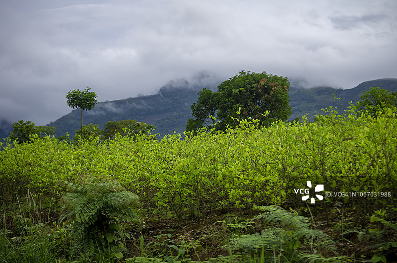 古柯叶植物图片素材