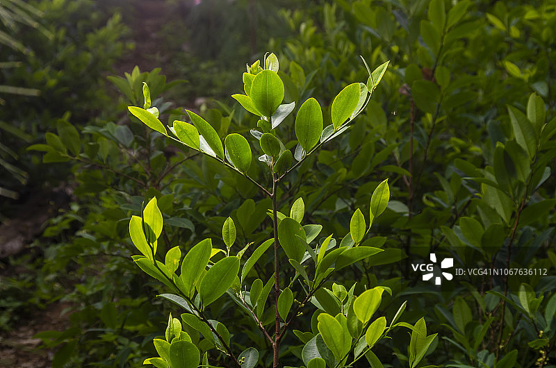 古柯叶植物图片素材