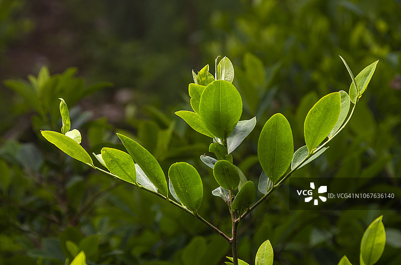 古柯叶植物图片素材