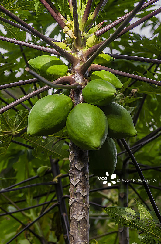 秘鲁丛林中的木瓜树图片素材