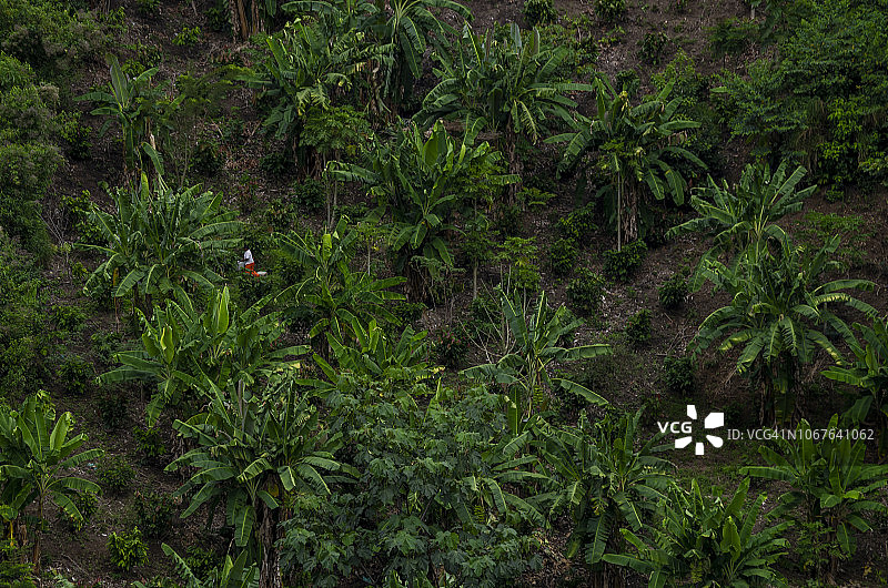 新鲜红色可可果图片素材