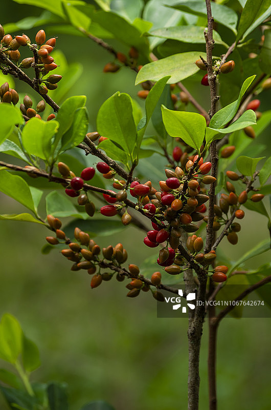 古柯叶植物图片素材