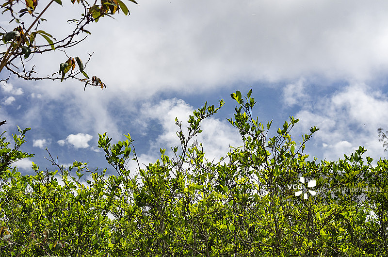 古柯叶植物图片素材