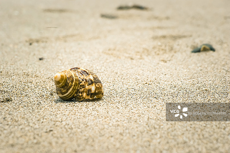 白色沙滩上的海螺图片素材