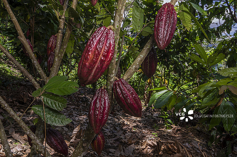 新鲜红色可可果图片素材