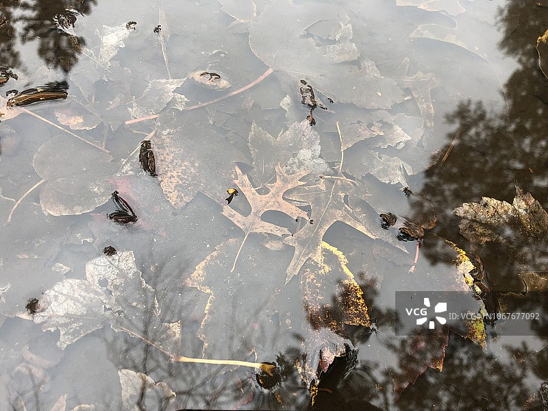 雨水坑中的树叶图片素材