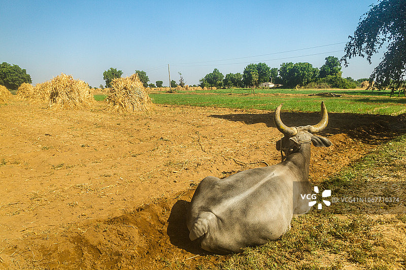 印度农田和耕地的公牛，有大角图片素材