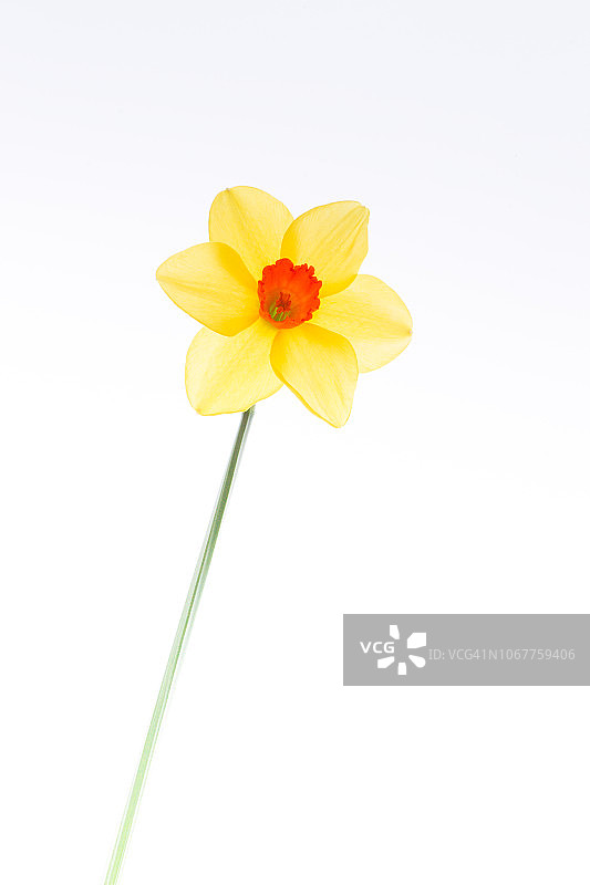 春季水仙花图片素材