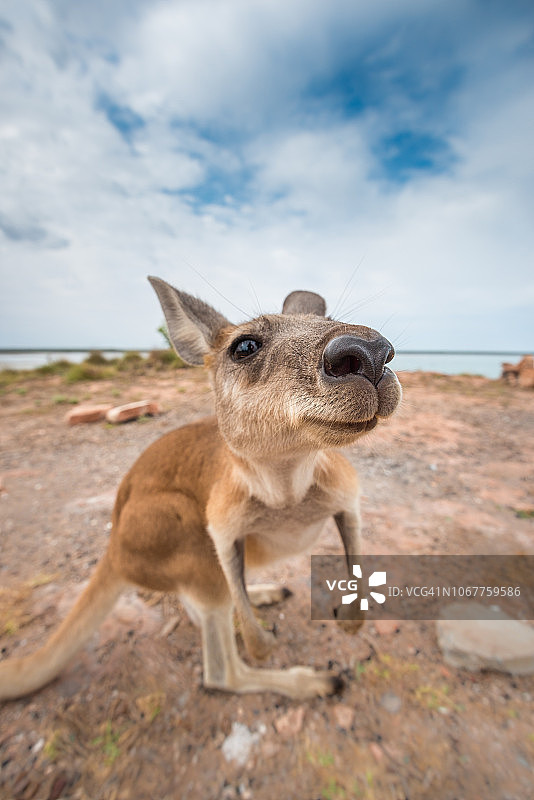 灰袋鼠特写图片素材
