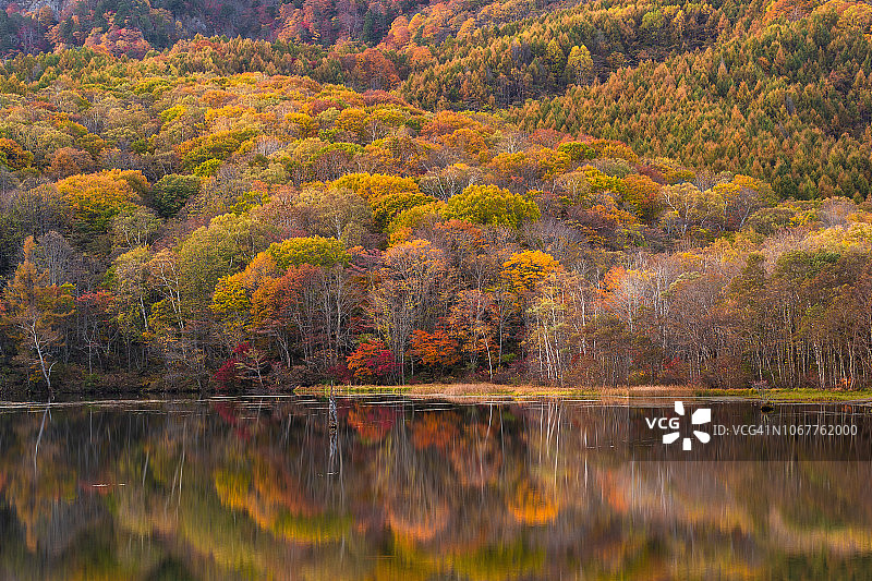 日本户隐村镜湖秋景，长野县户隐湖图片素材