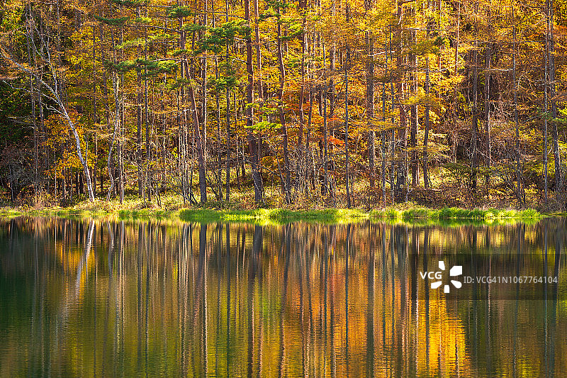 秋天的御射鹿池图片素材