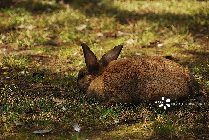 欧洲常见的兔子图片素材